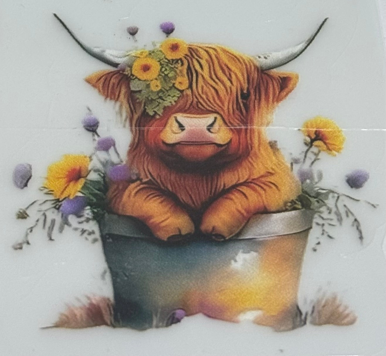 Highland cow decal