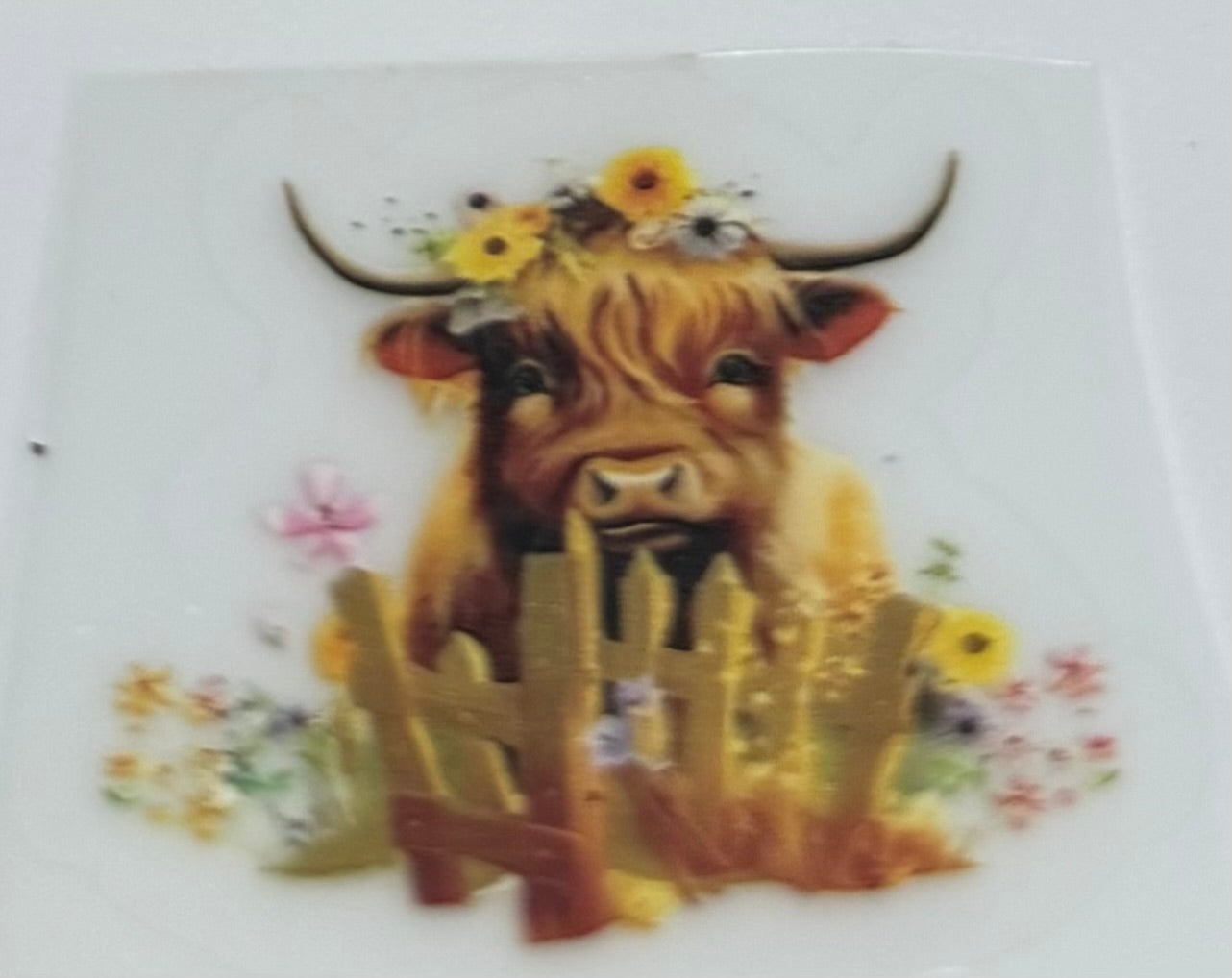 Highland cow decal