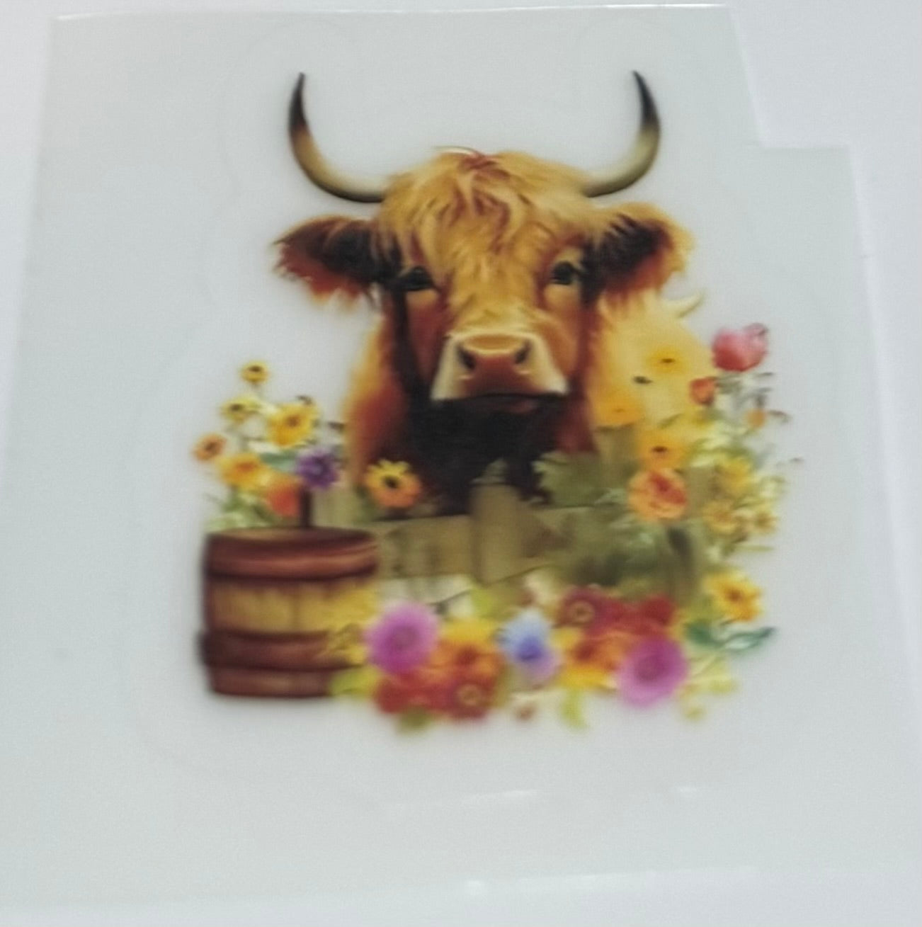Highland cow decal