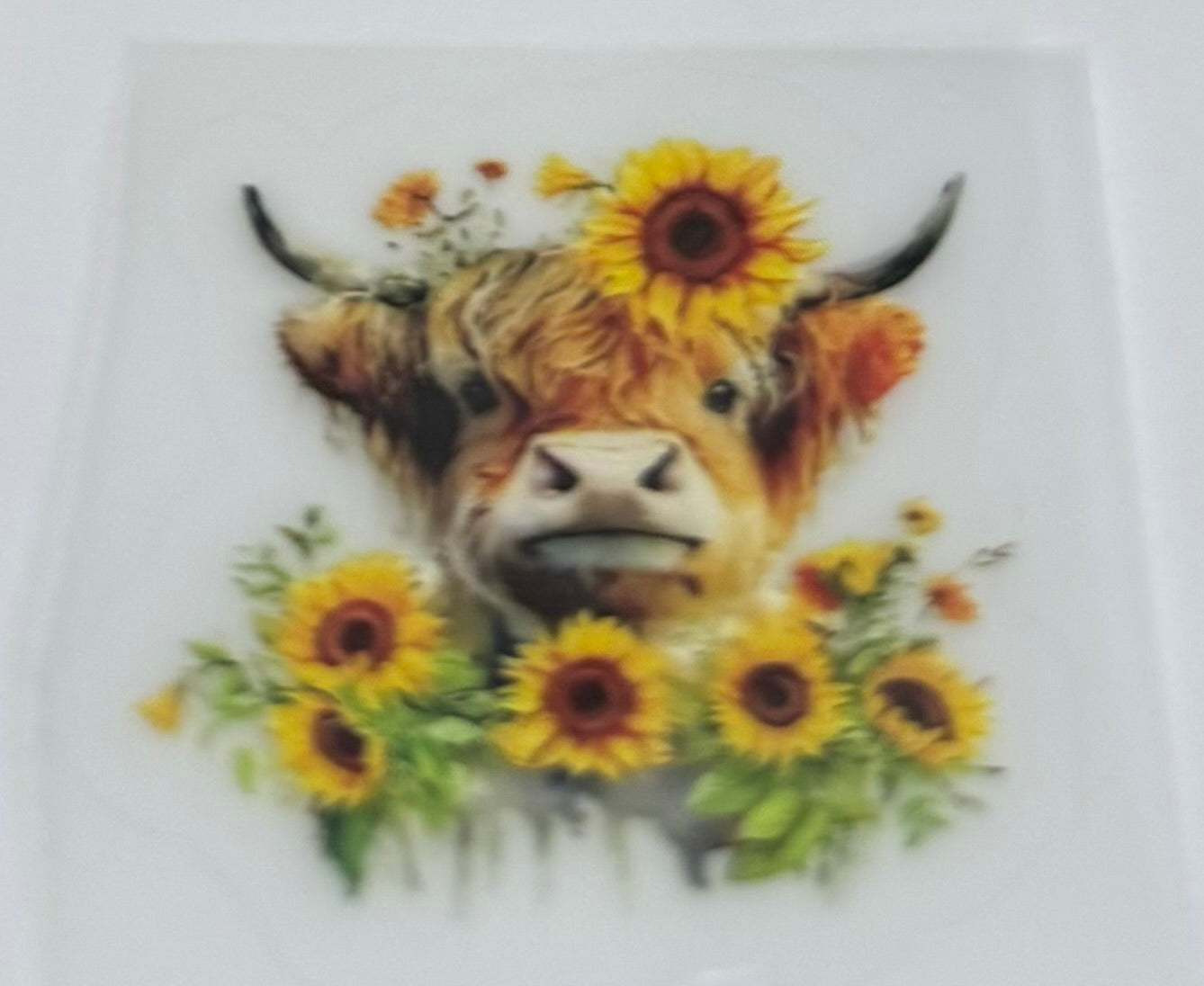 Highland cow decal